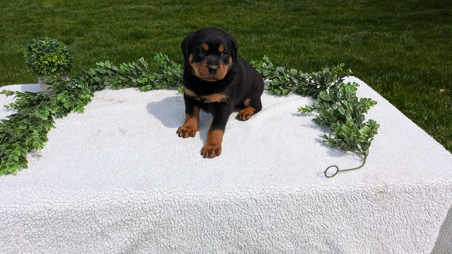 ROTTWEILER (03/18) MALE