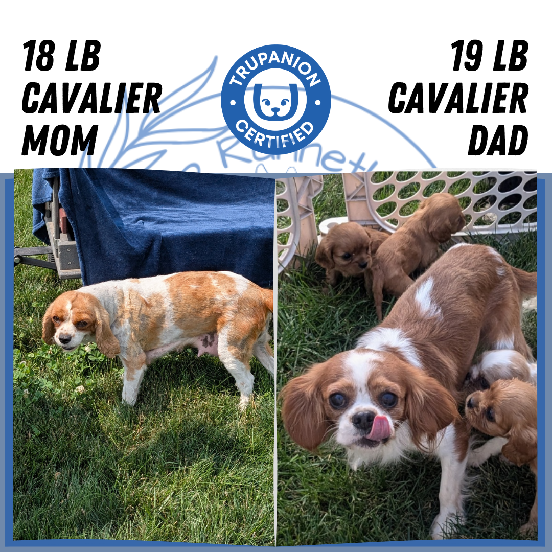 CAVALIER (05/19) MALE
