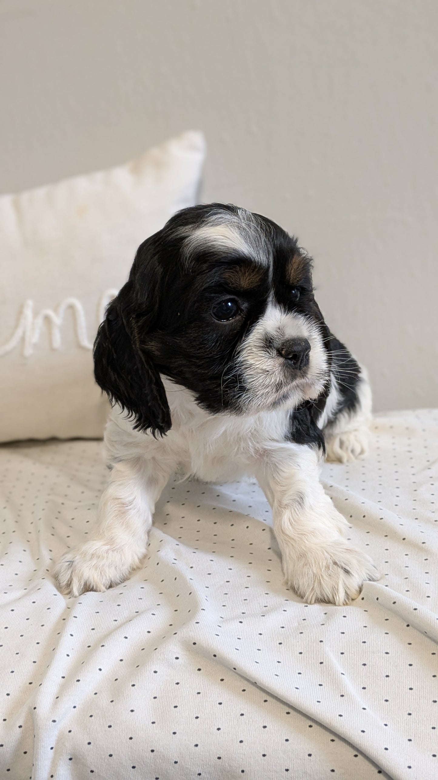 COCKER SPANIEL (02/14) FEMALE
