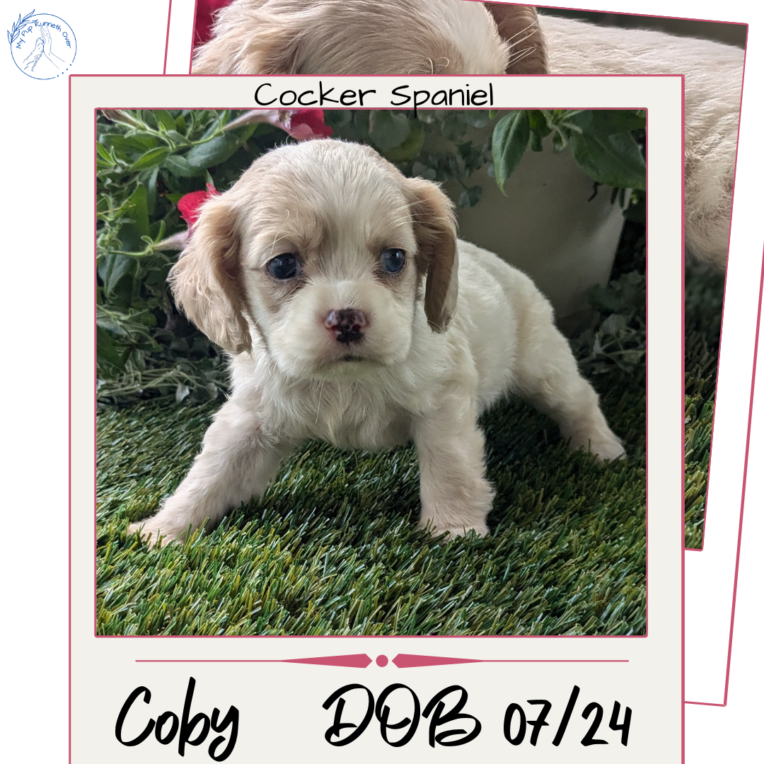 COCKER SPANIEL (07/24) MALE