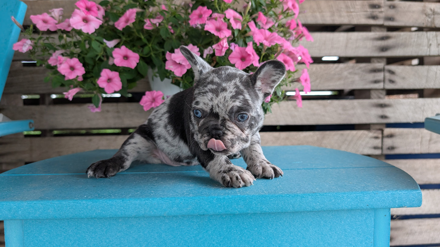 FRENCH BULLDOG (06/30) FEMALE