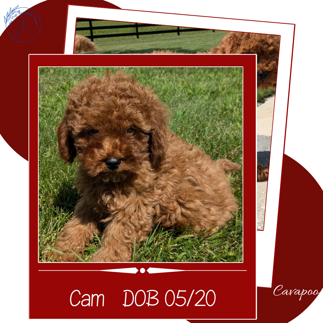 CAVAPOO (05/20) MALE