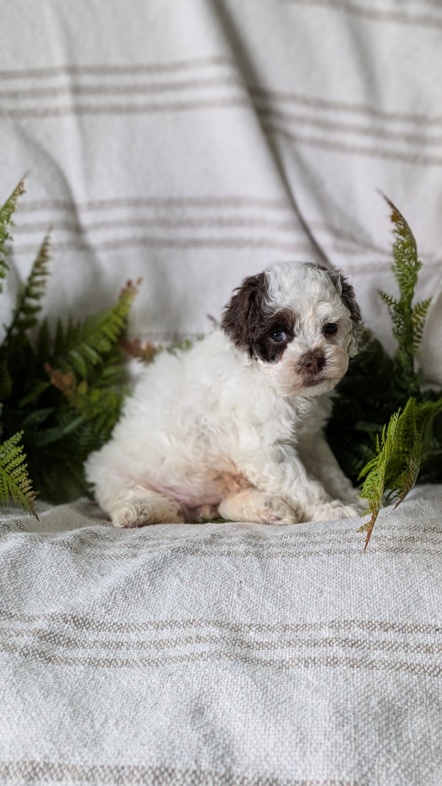 COCKAPOO (03/03) FEMALE