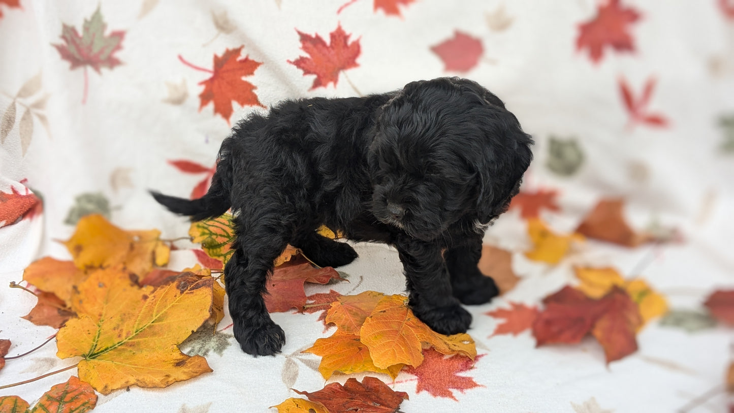 COCKAPOO (08/03) MALE