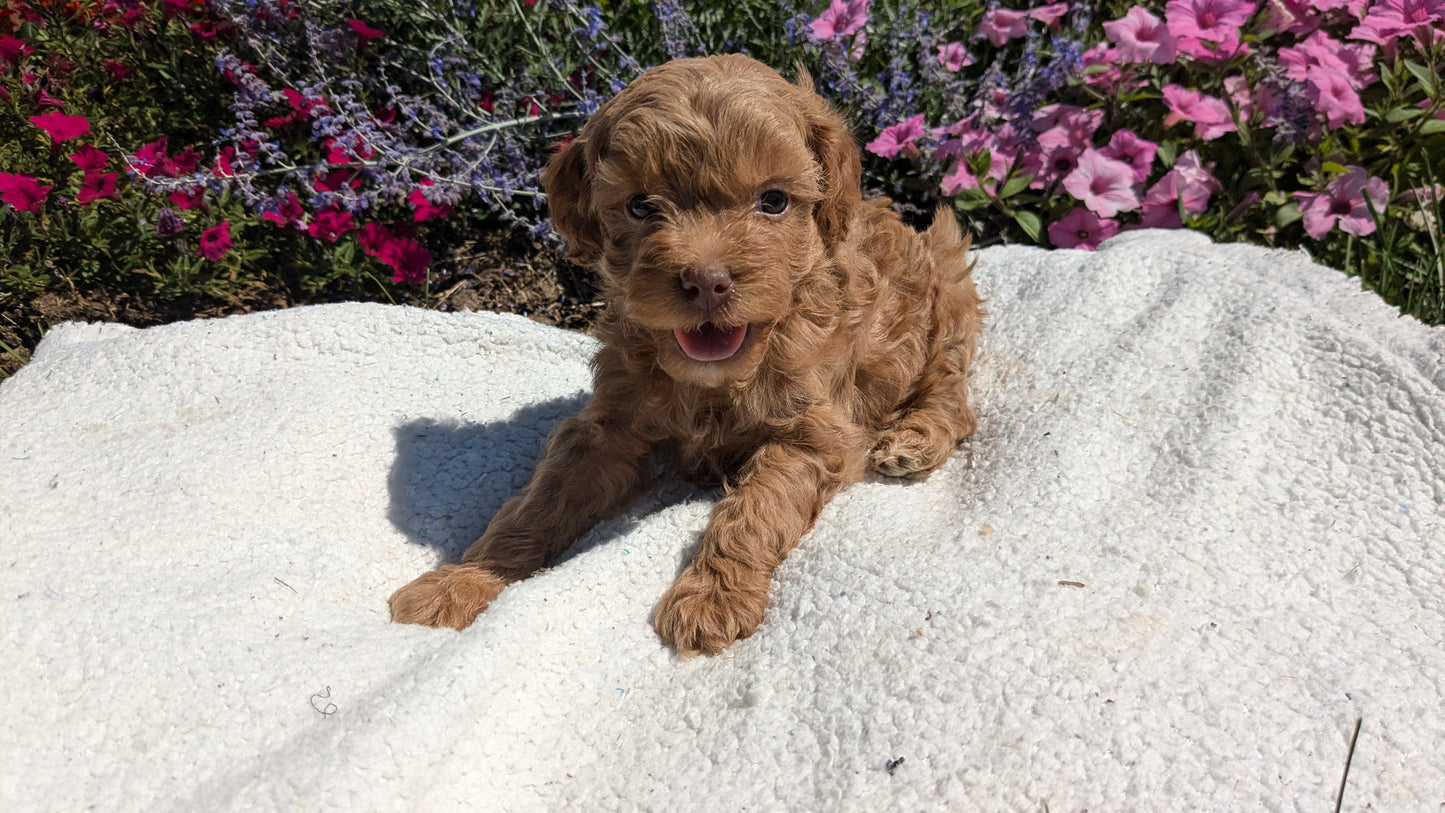 CAVAPOO (08/02) MALE