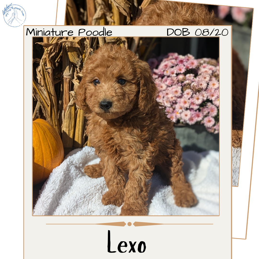 MINI POODLE (08/20) MALE