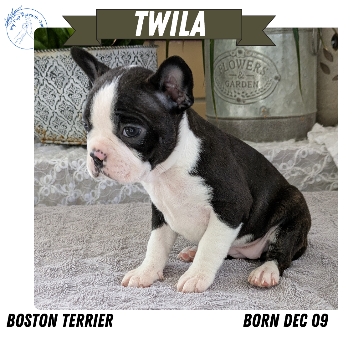 BOSTON TERRIER (12/09) FEMALE