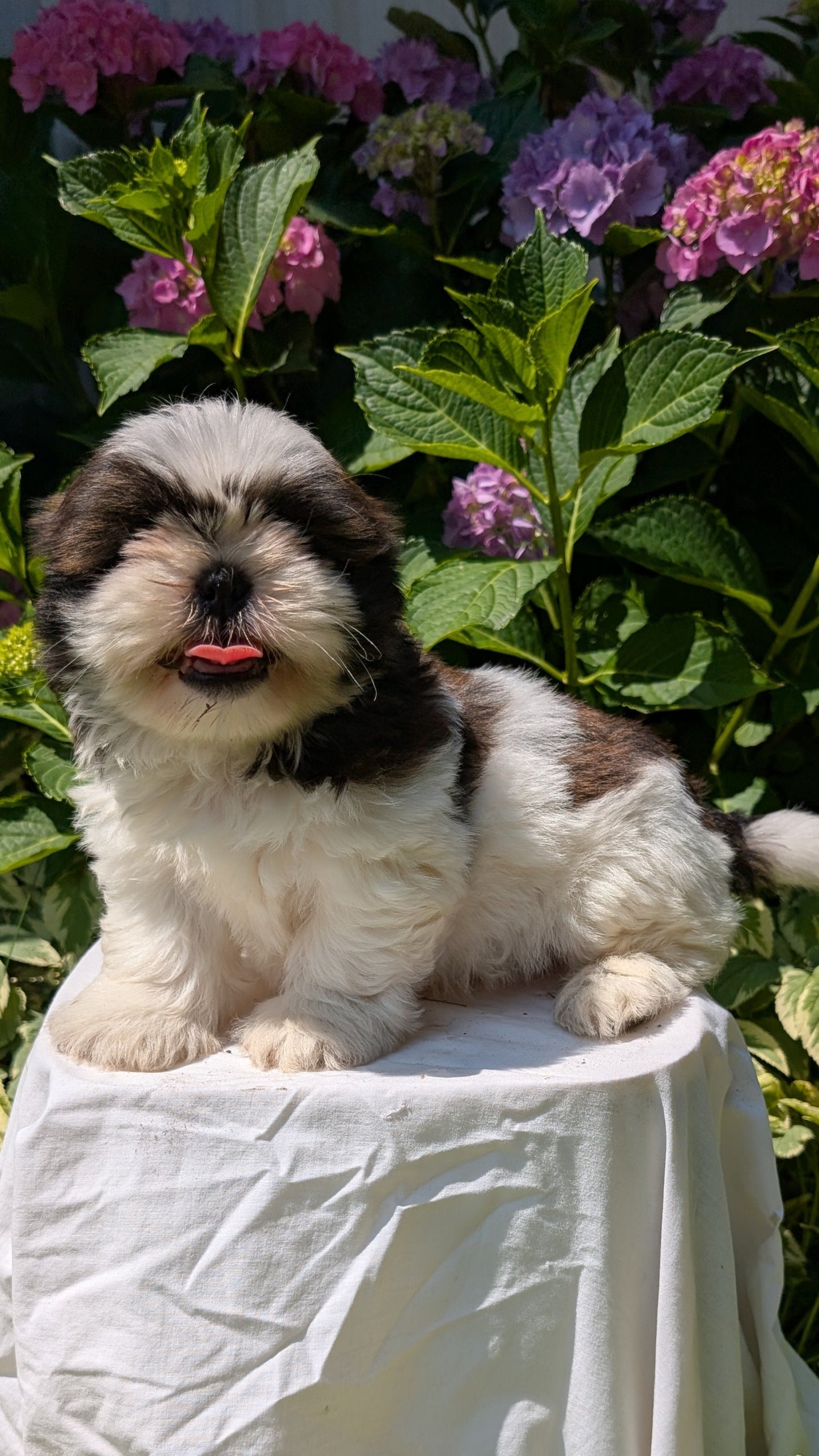 SHIH TZU (05/17) MALE