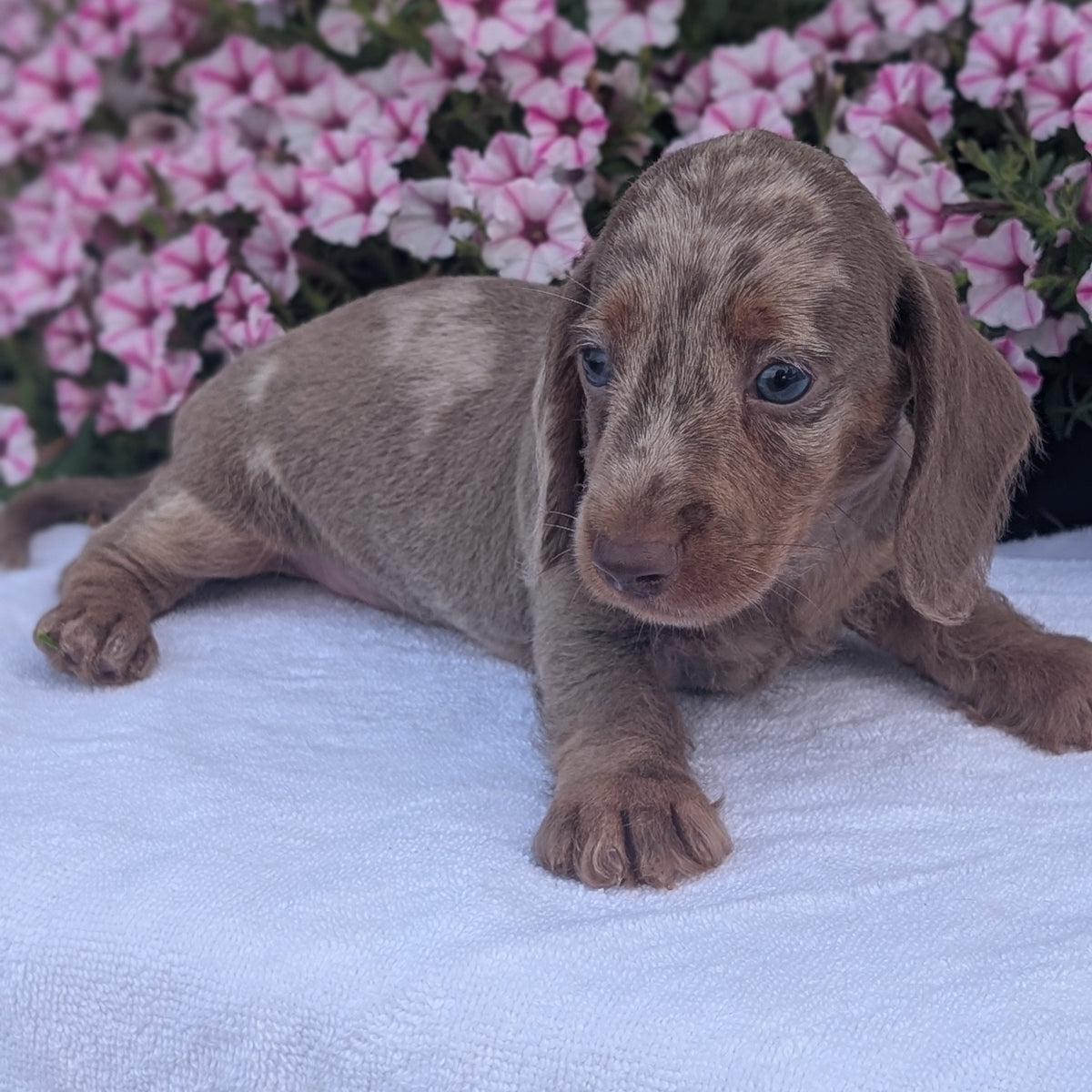 MINI DACHSHUND (JUN 04) MALE