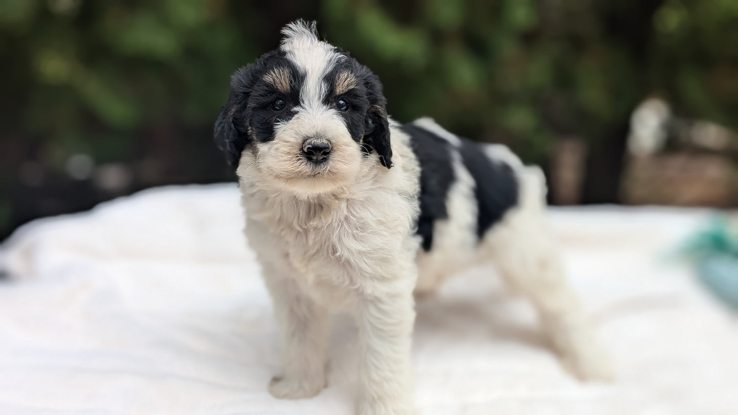 MINI BERNEDOODLE (09/24) MALE