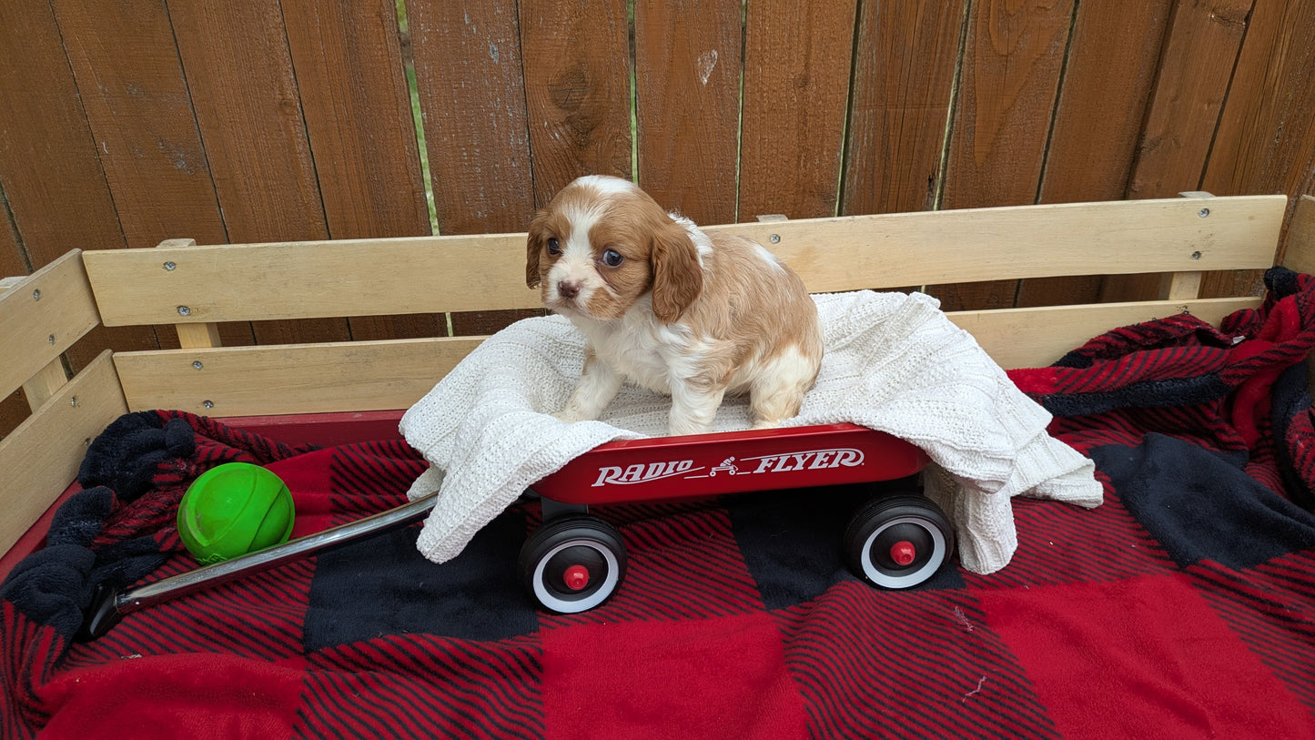 CAVALIER (02/10) FEMALE