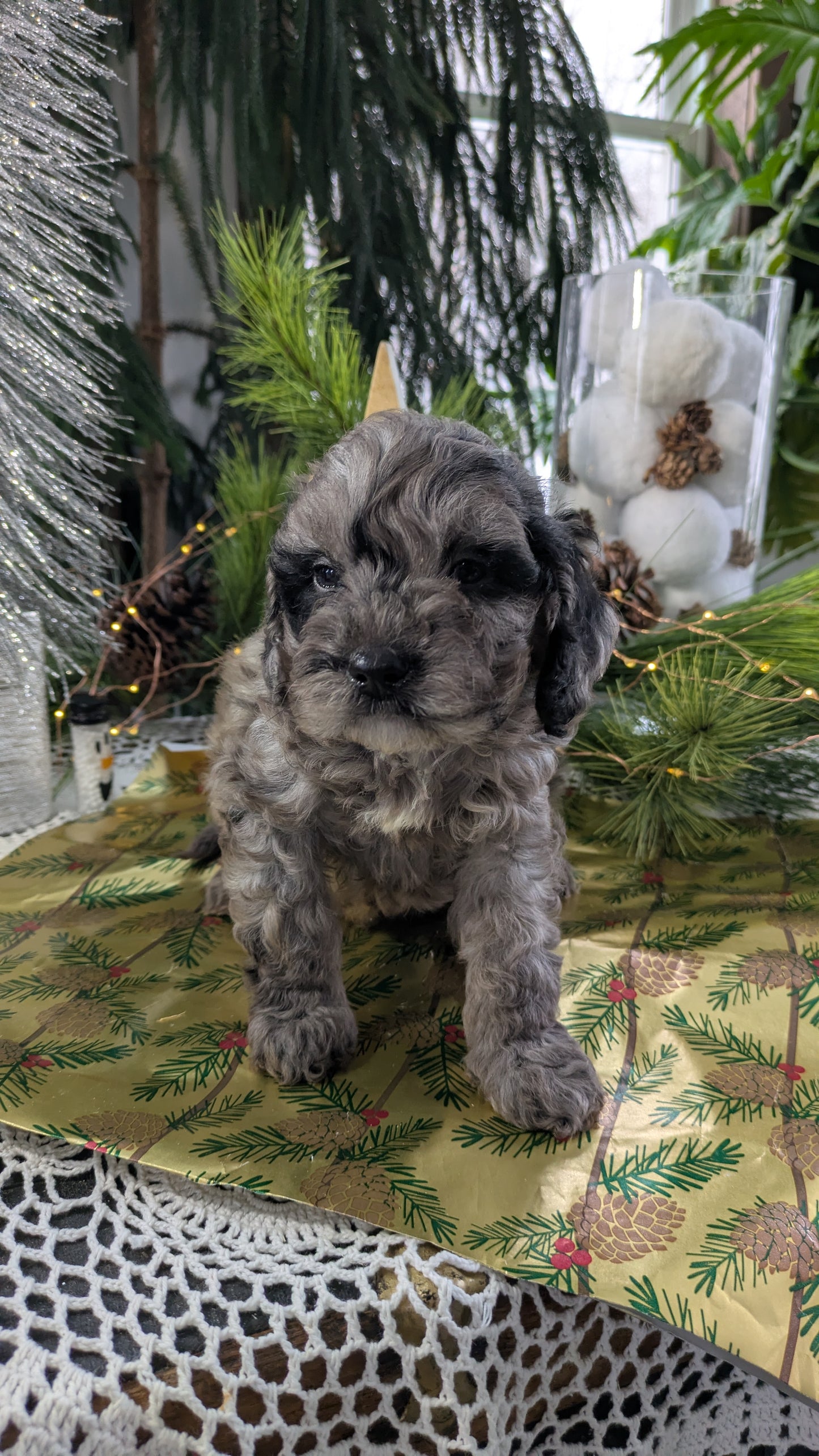 CAVAPOO (10/10) MALE