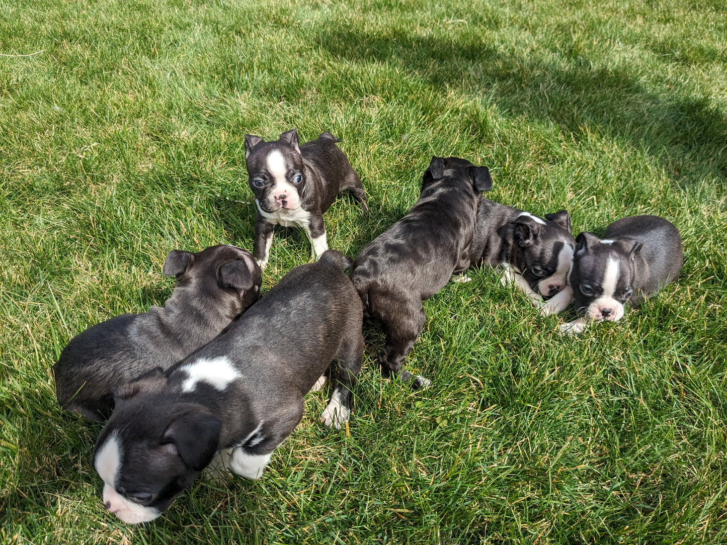 BOSTON TERRIER (FEMALE) 02/04