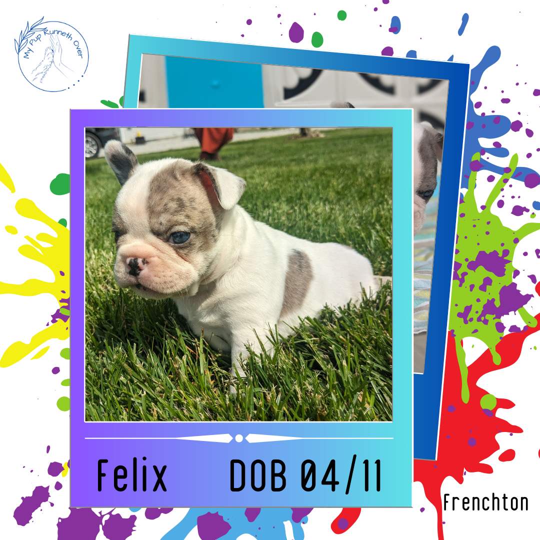 FRENCHTON (04/11) MALE