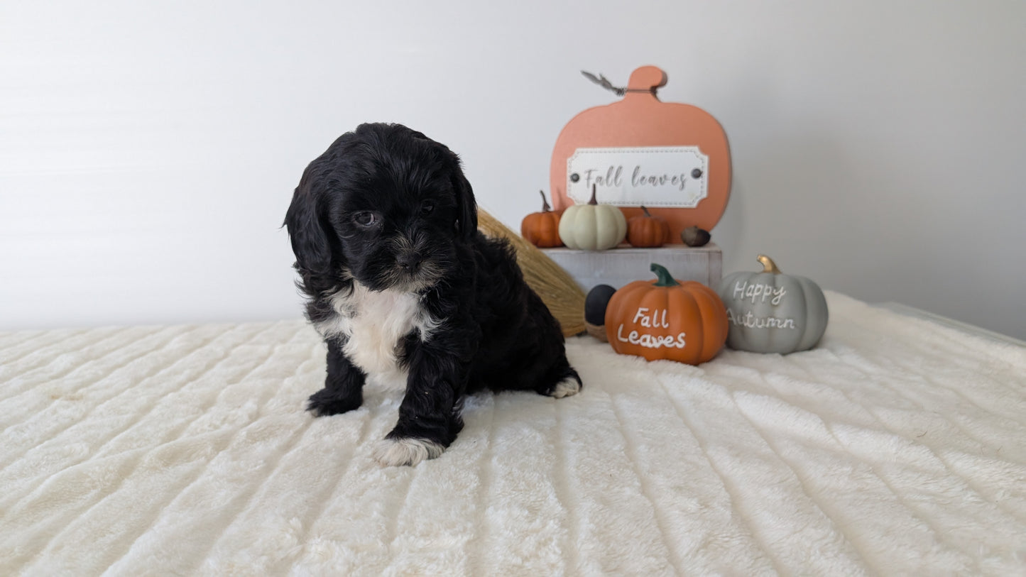 SHIHPOO (07/26) FEMALE