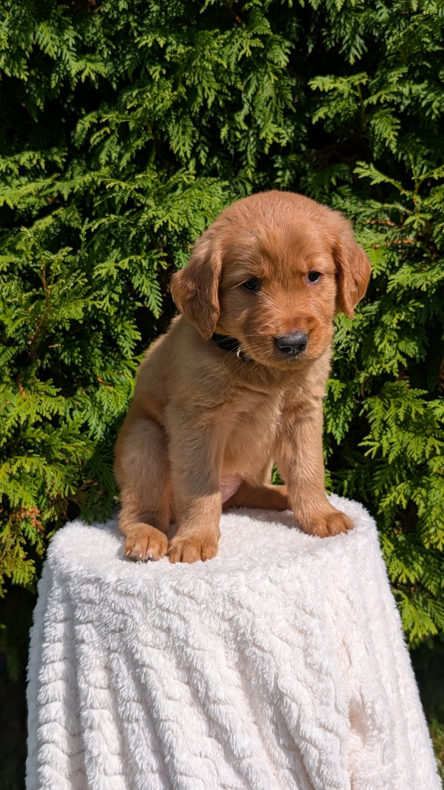 GOLDEN RETRIEVER (07/16) FEMALE