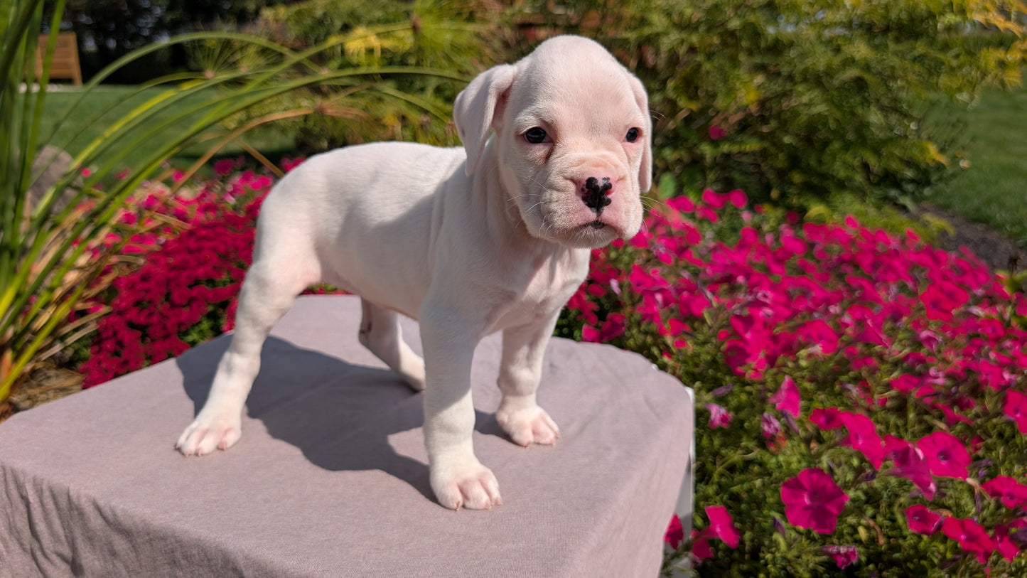 BOXER (08/20) FEMALE