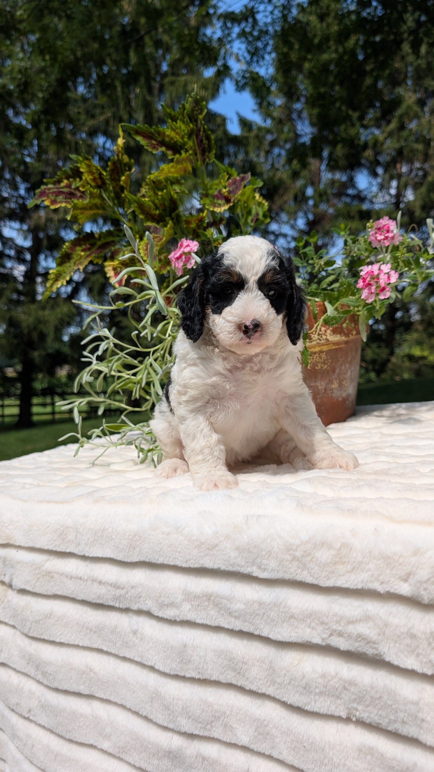 MINI BERNEDOODLE (06/11) FEMALE