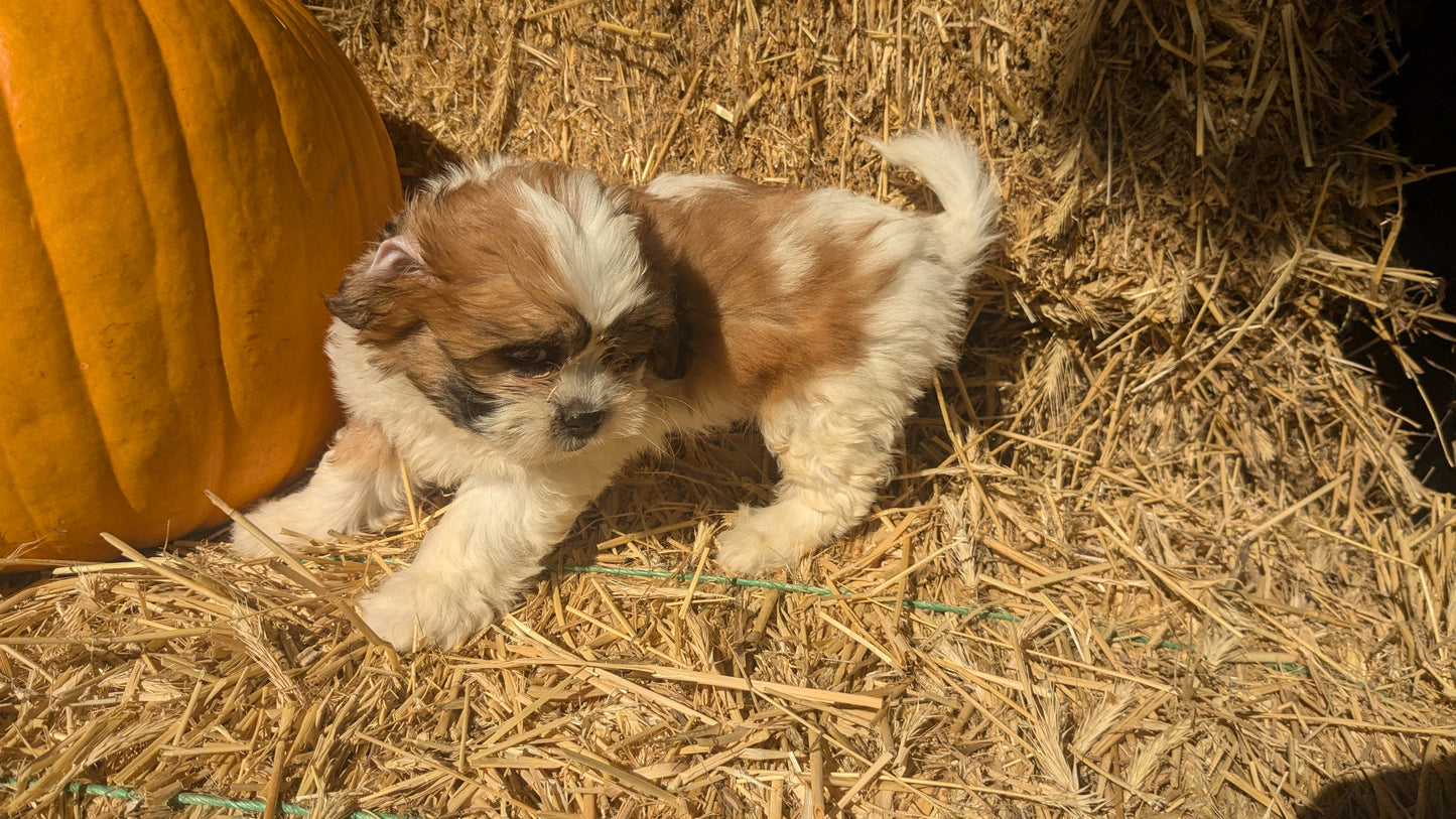 TEDDY BEAR (08/16) FEMALE