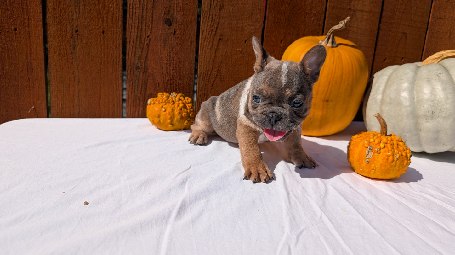 FRENCH BULLDOG (08/12) MALE