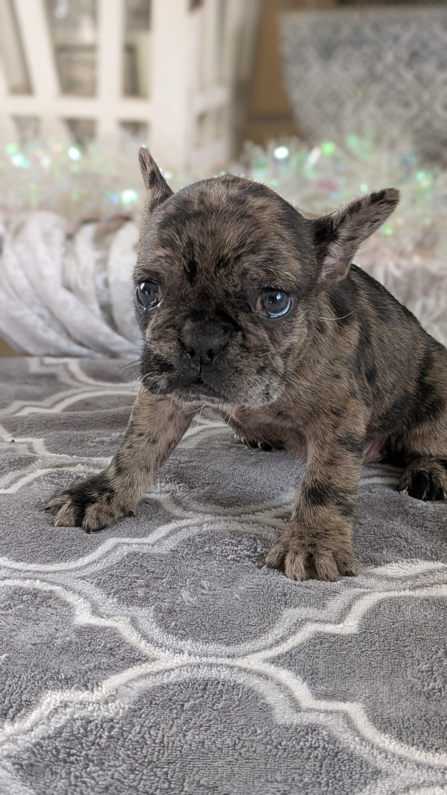 FRENCH BULLDOG (10/12) FEMALE
