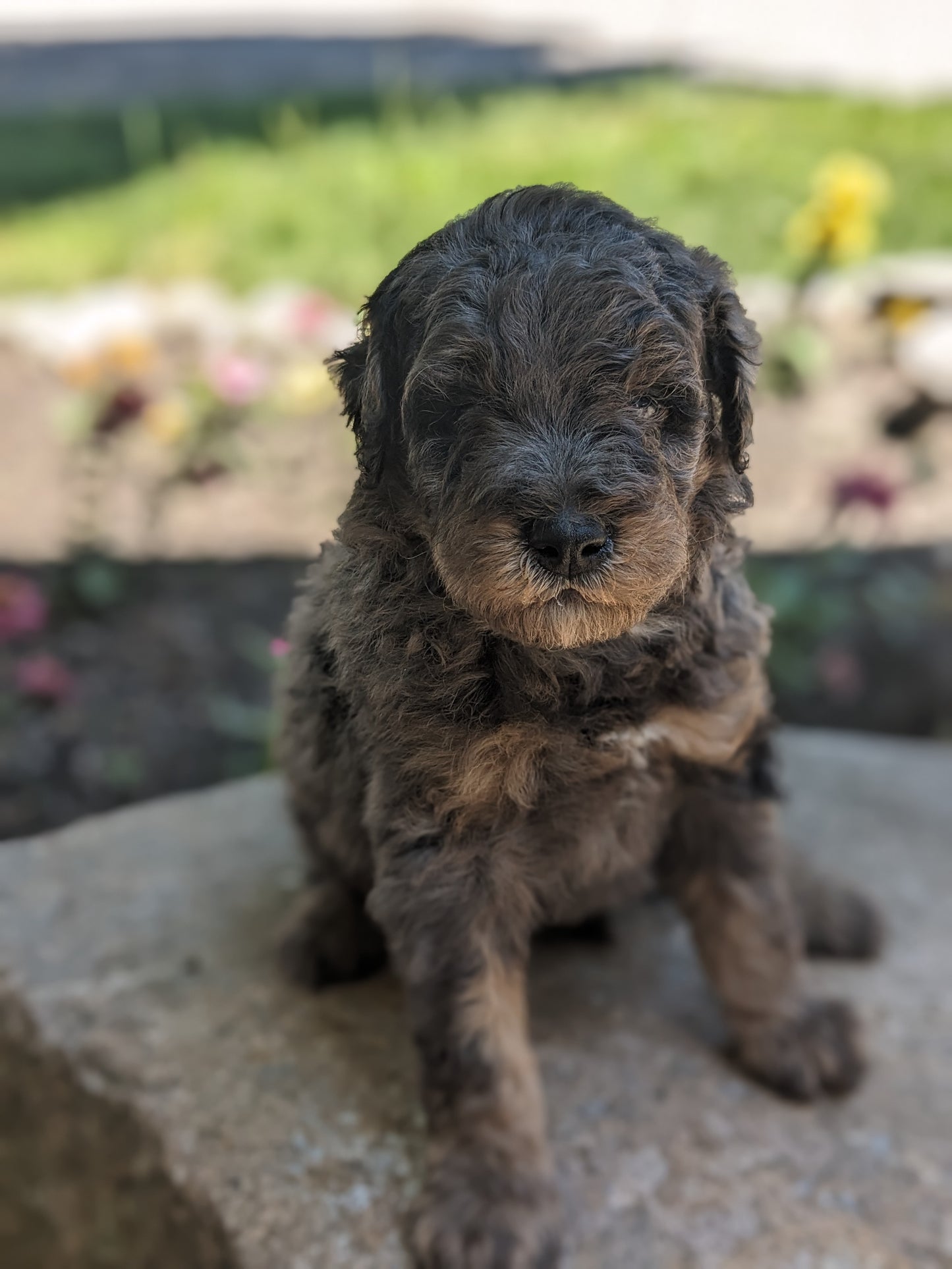 MINI POODLE (04/27) MALE