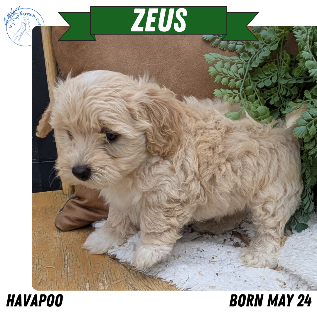HAVAPOO (05/24) MALE