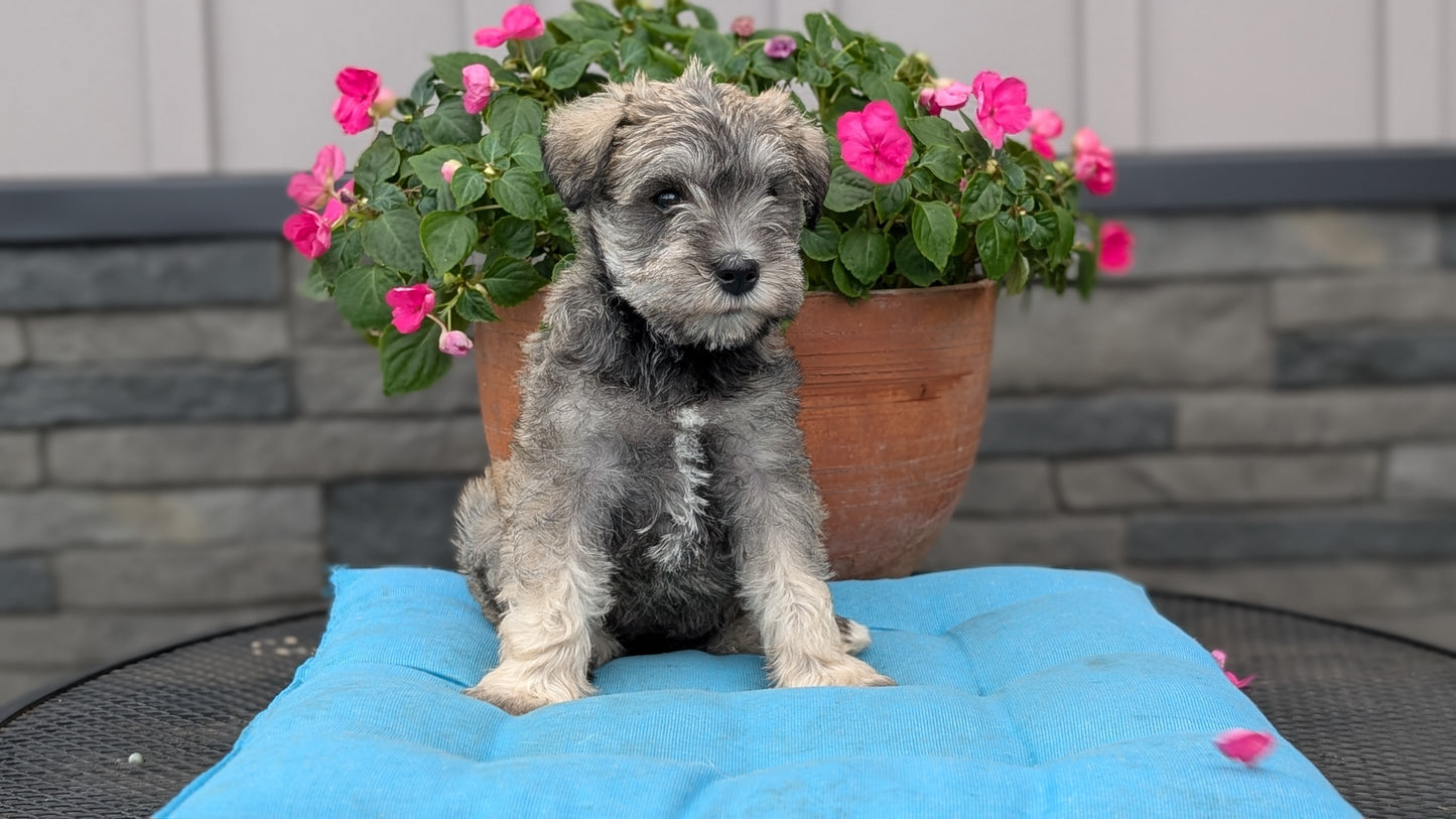 MINI SCHNAUZER (07/10) FEMALE