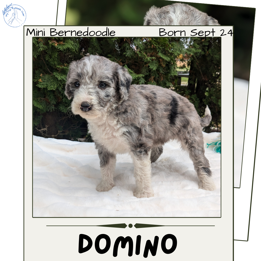 MINI BERNEDOODLE (09/24) FEMALE