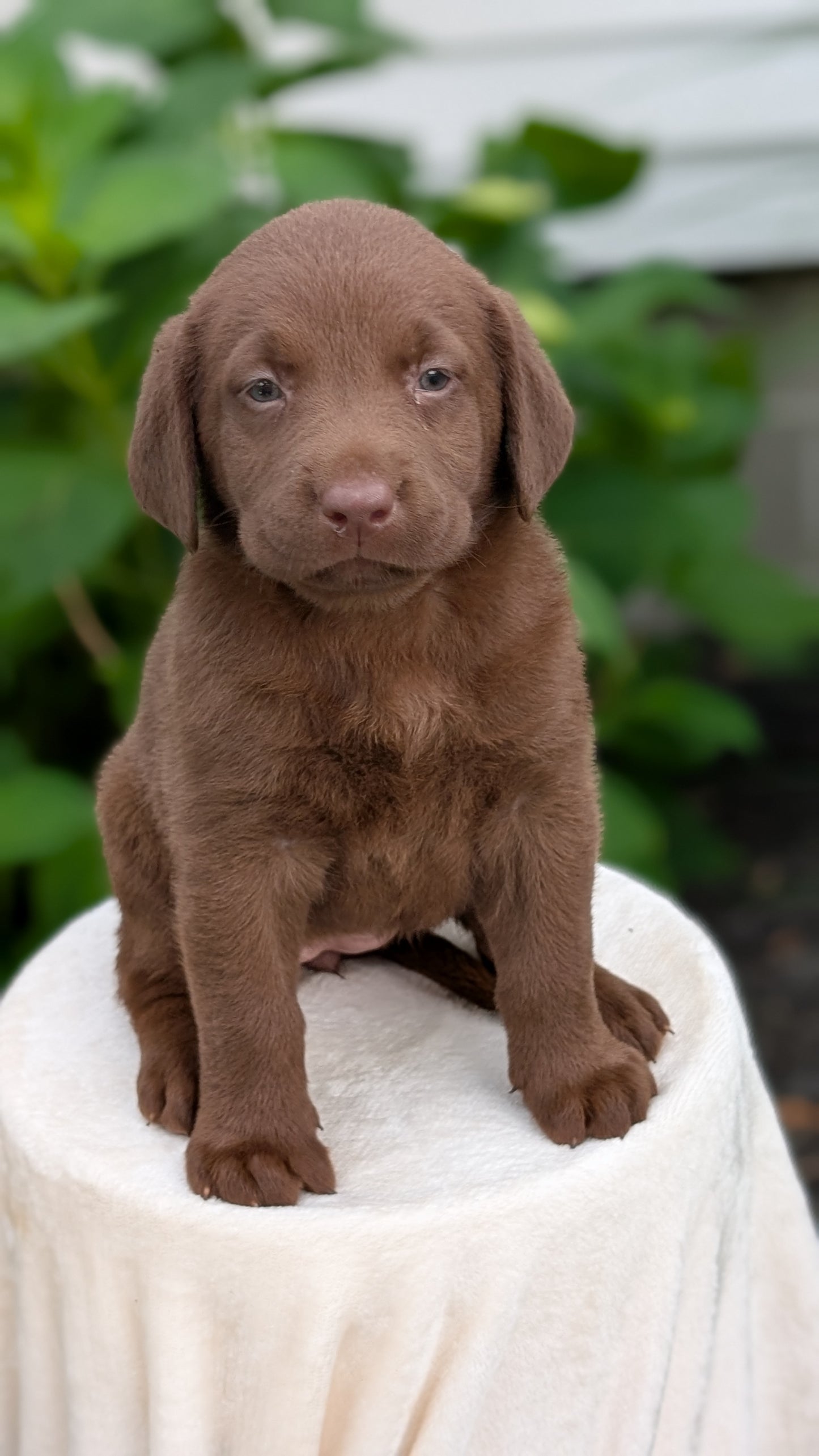 LABRADOR RETRIEVER (05/21) FEMALE
