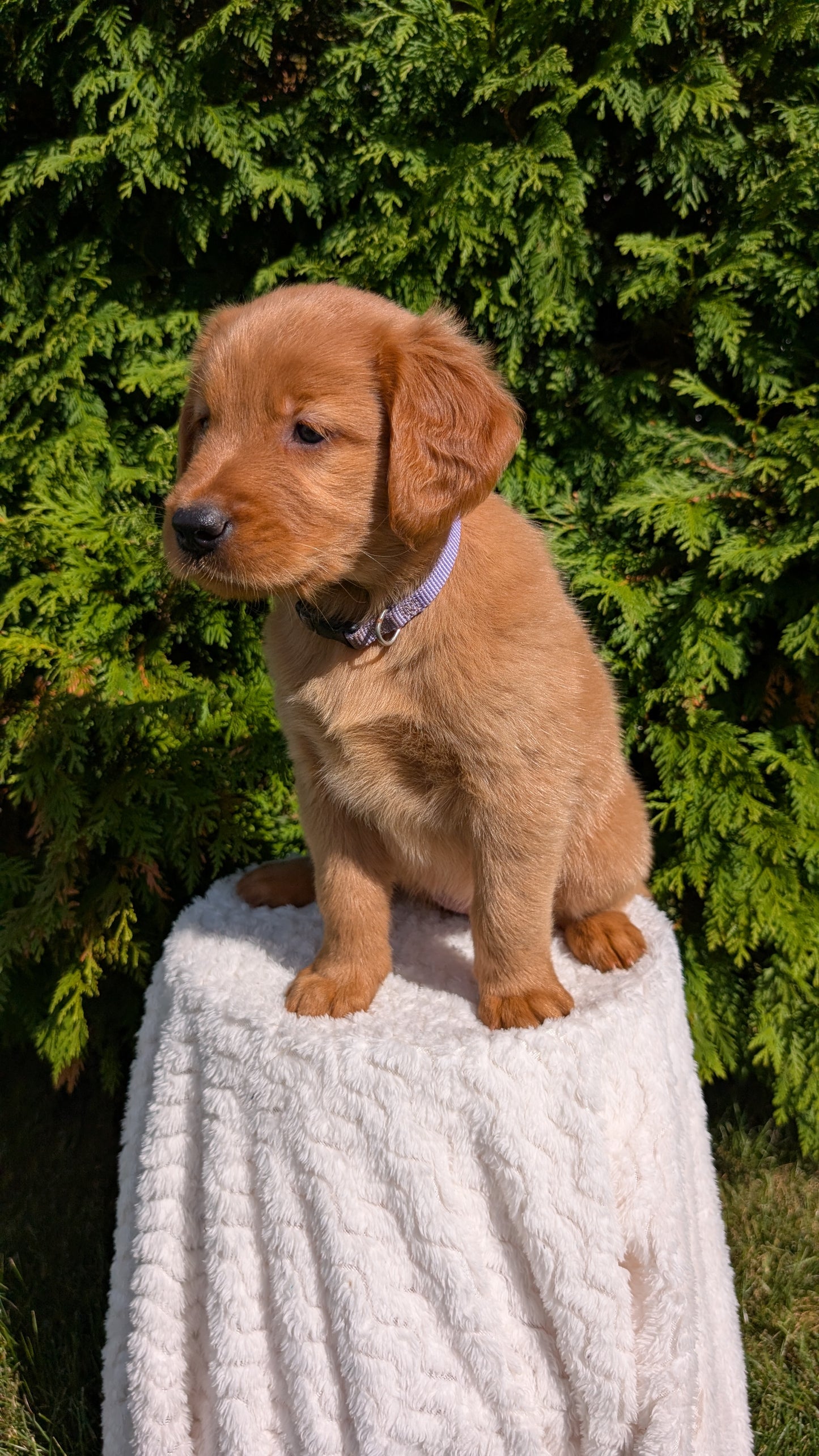 GOLDEN RETRIEVER (07/17) FEMALE