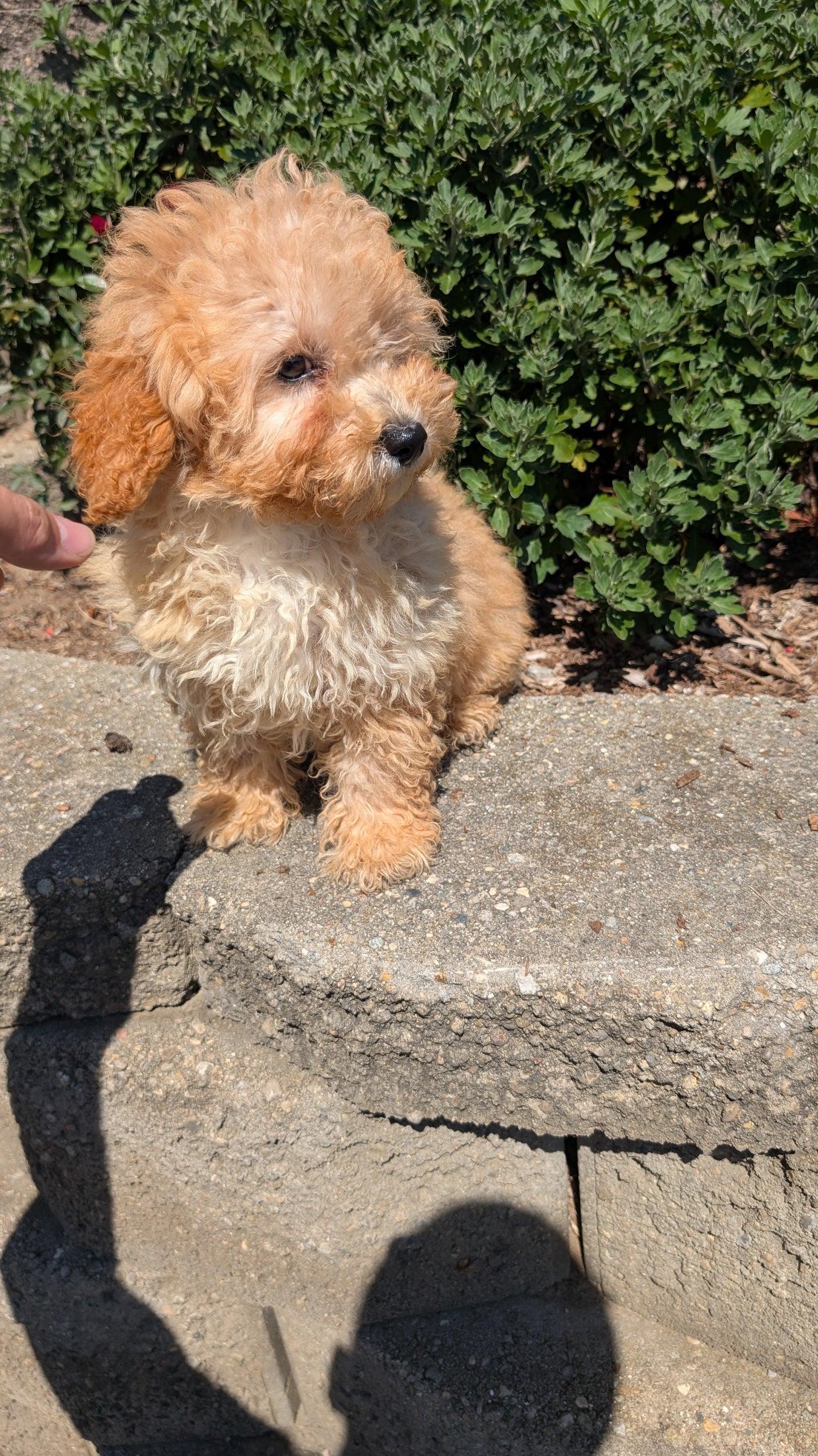 MINI POODLE (05/19) FEMALE