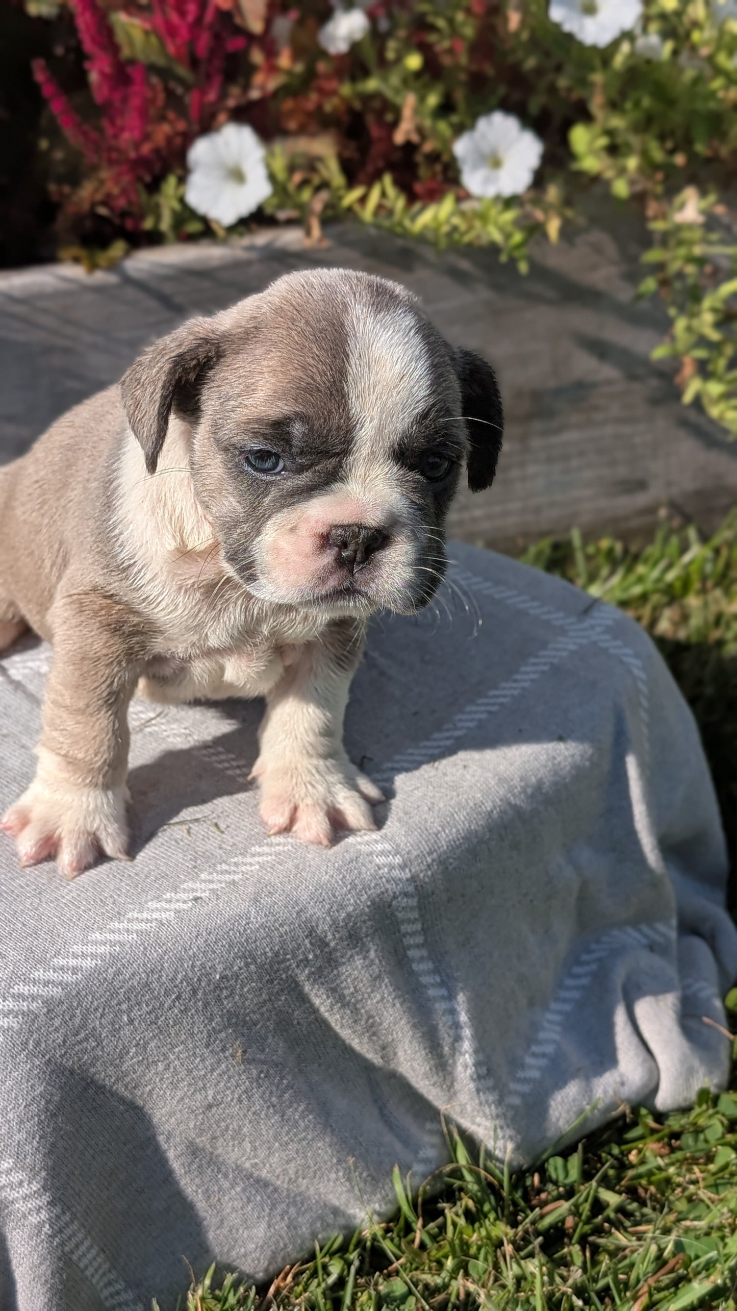 FRENCH BULLDOG (07/03) FEMALE