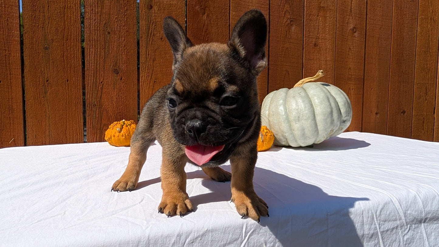 FRENCH BULLDOG (08/12) MALE