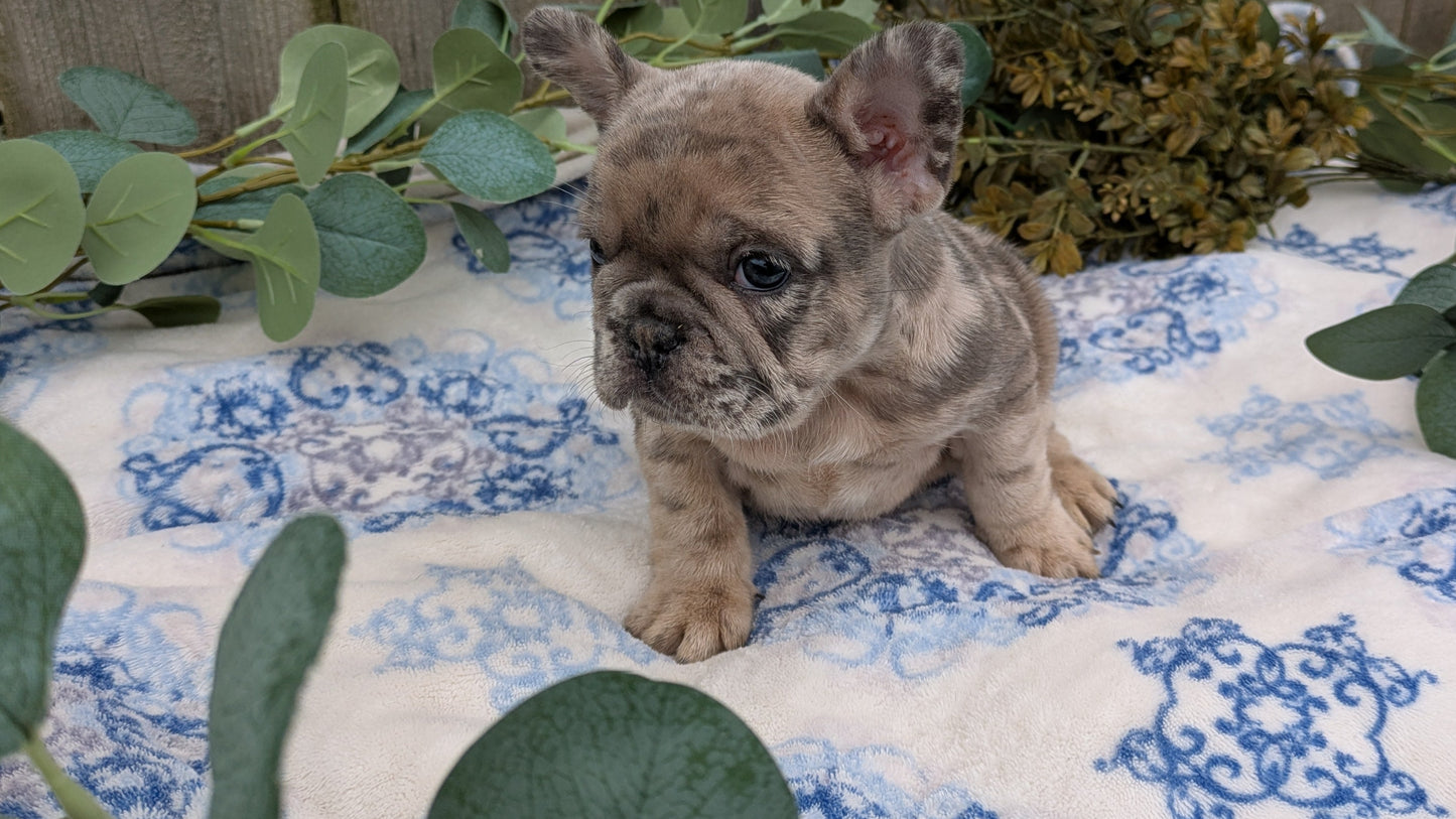 FRENCH BULLDOG (03/04) FEMALE