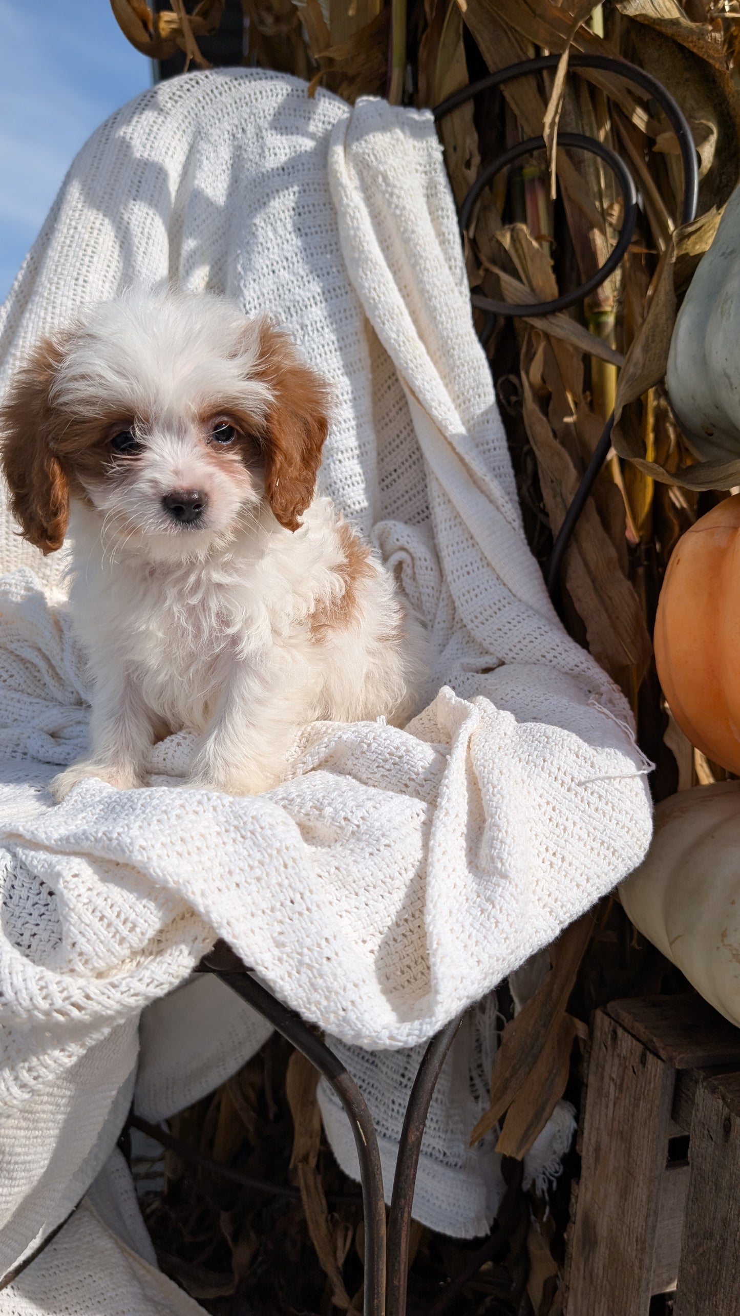 CAVAPOO (07/26) MALE