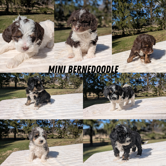 MINI BERNEDOODLE (02/09) MALE
