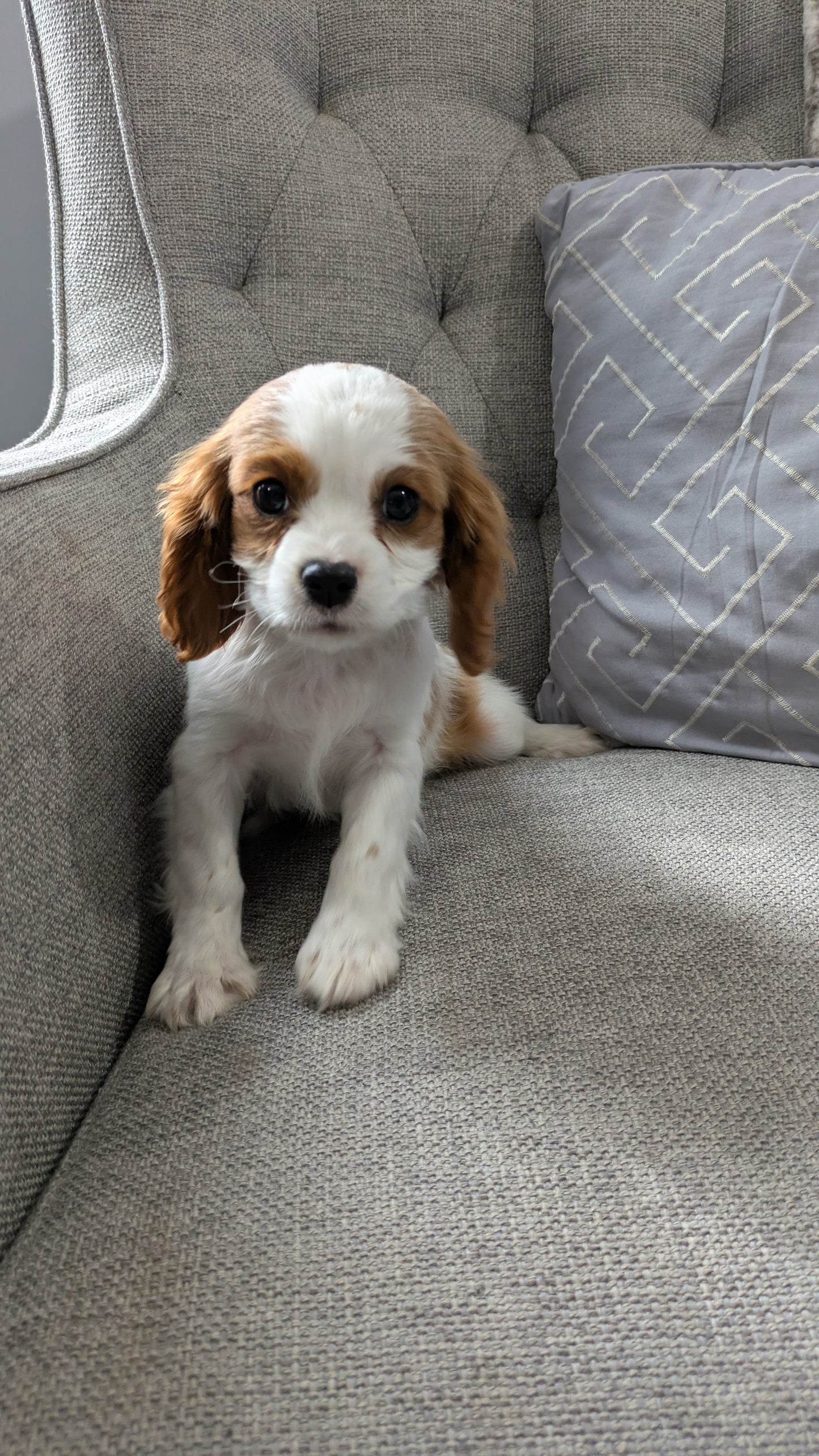 CAVALIER (12/26) MALE