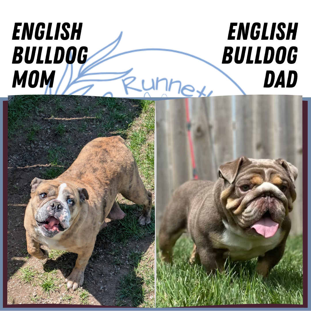 ENGLISH BULLDOG (04/18) MALE