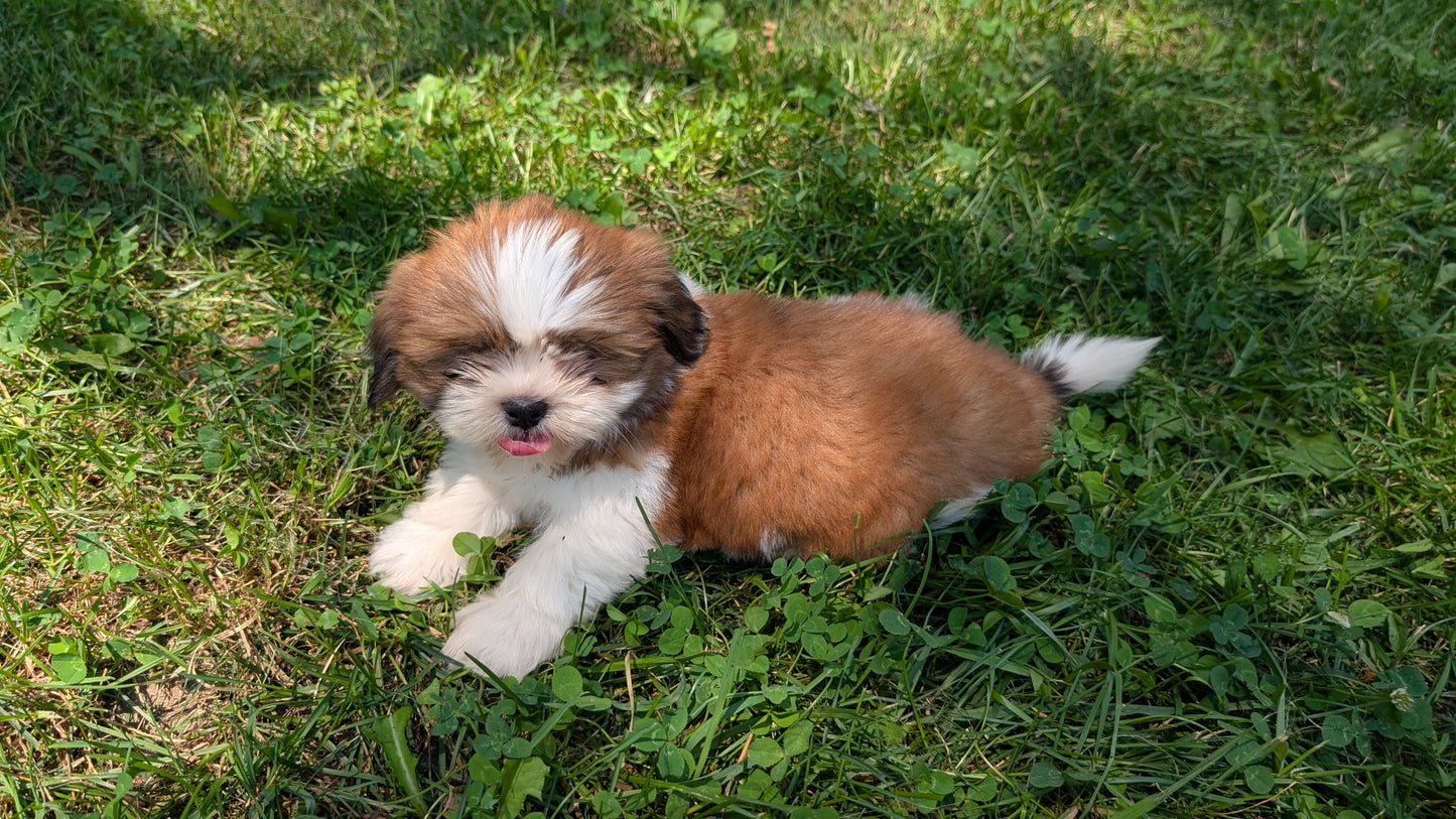 SHIH TZU (05/17) FEMALE