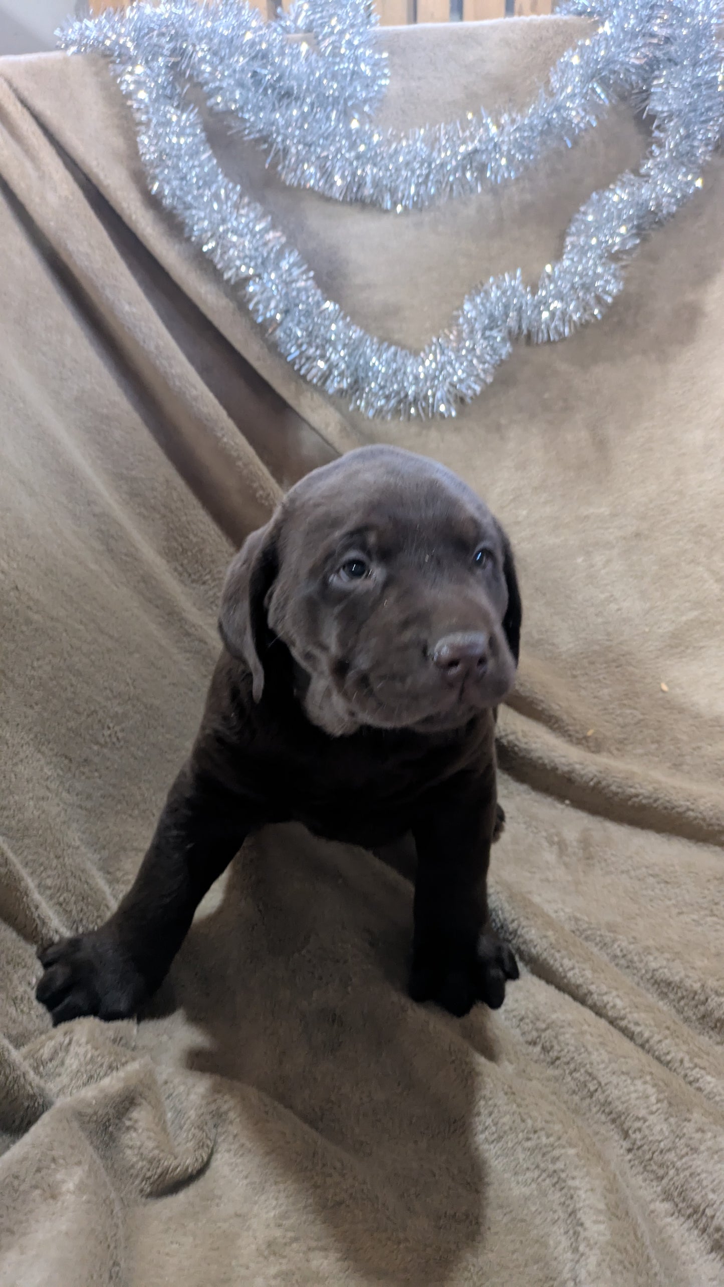 LABRADOR RETRIEVER (10/17) MALE