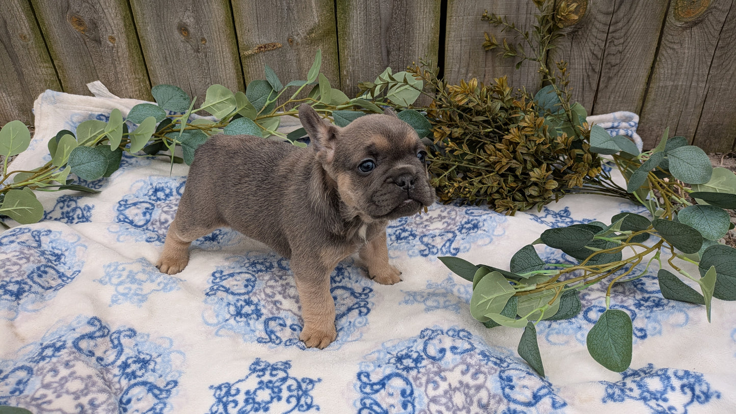 FRENCH BULLDOG (03/04) FEMALE