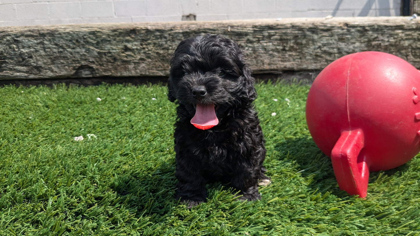 COCKAPOO (06/28) FEMALE