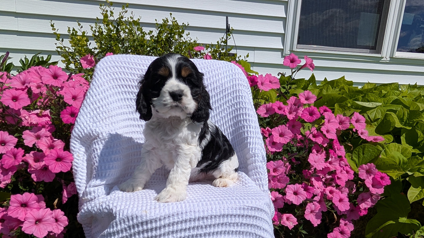 COCKER SPANIEL (07/17) MALE