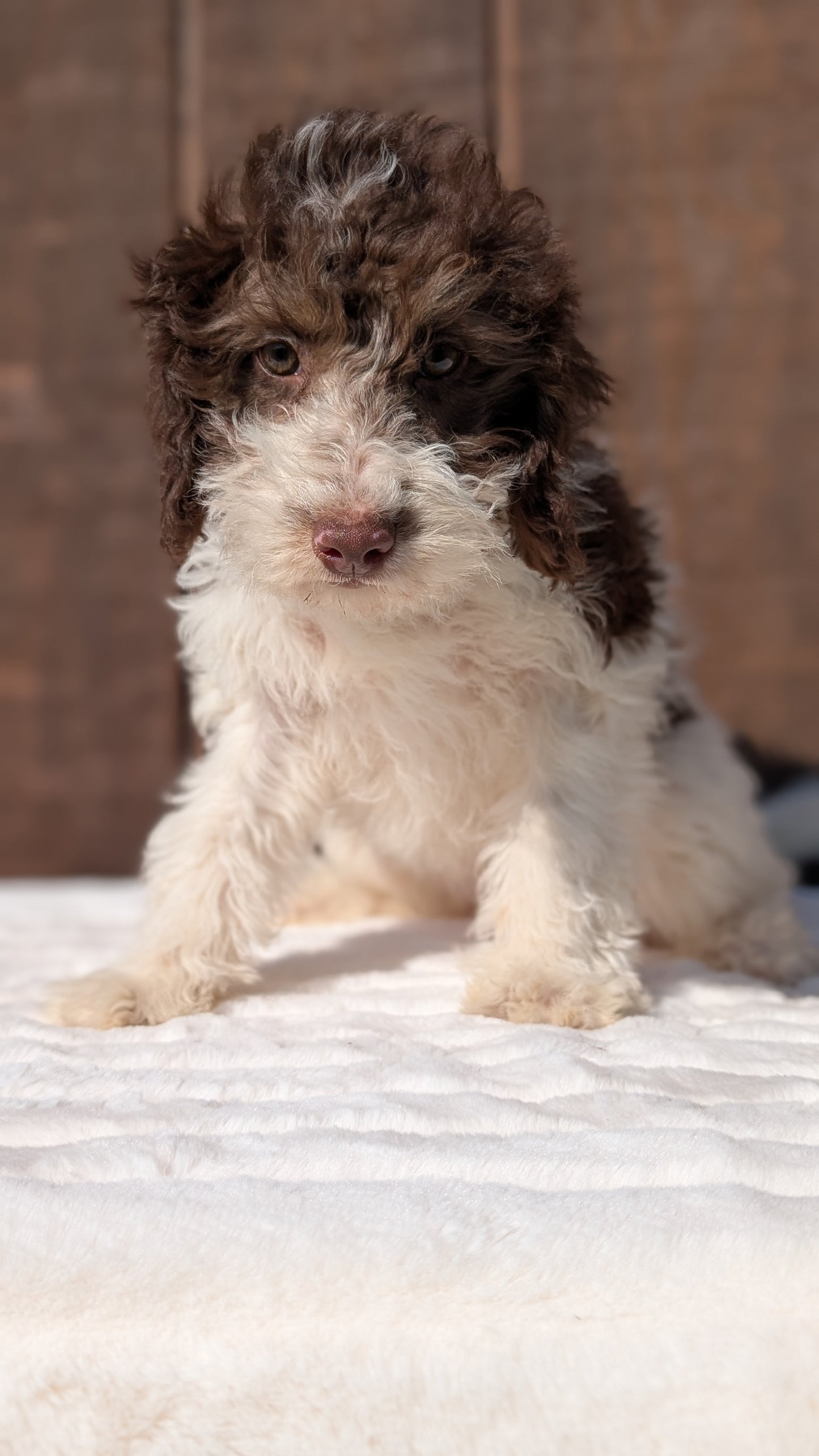 MINI BERNEDOODLE (07/25) FEMALE