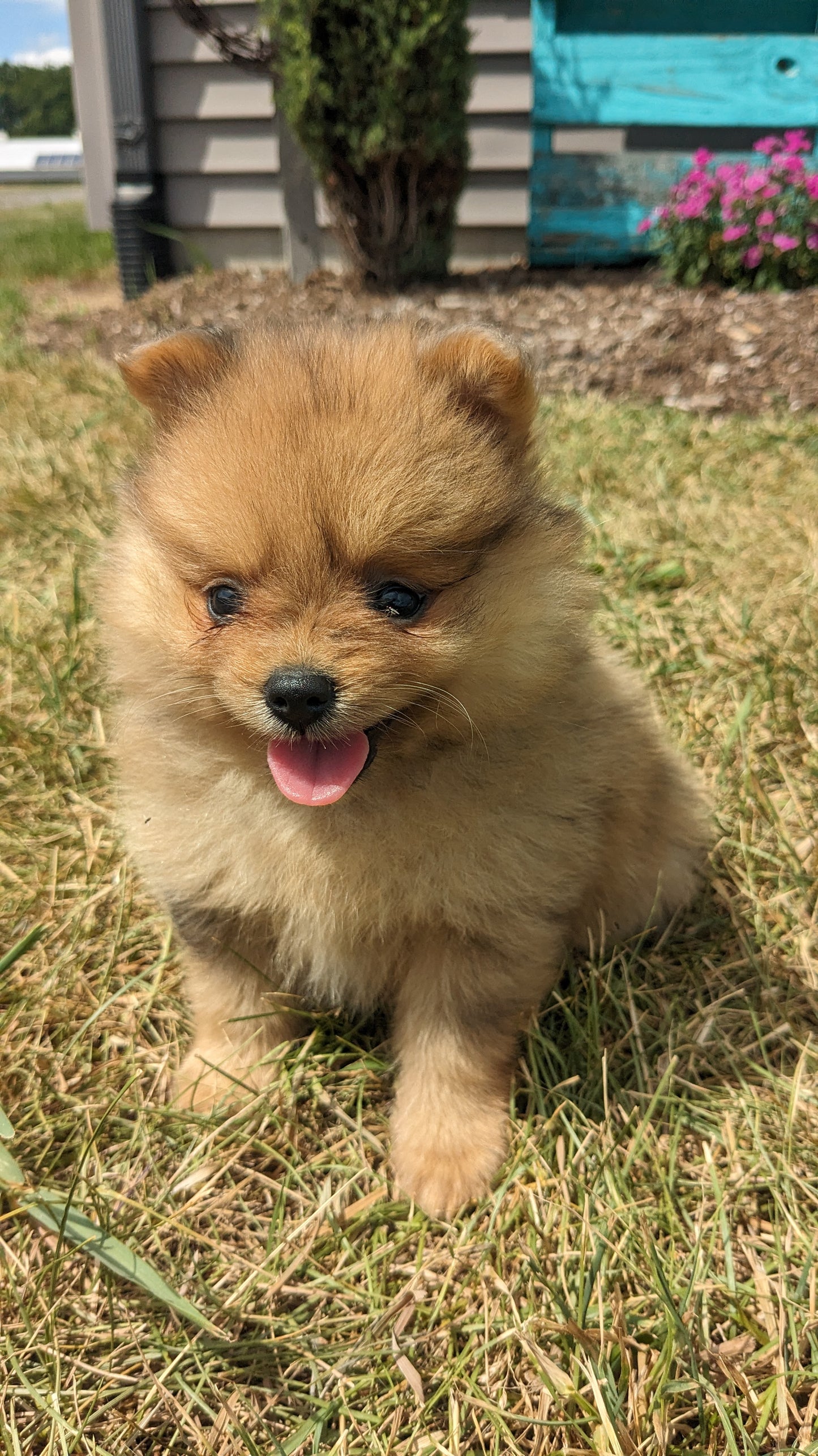 POMERANIAN (05/02) FEMALE