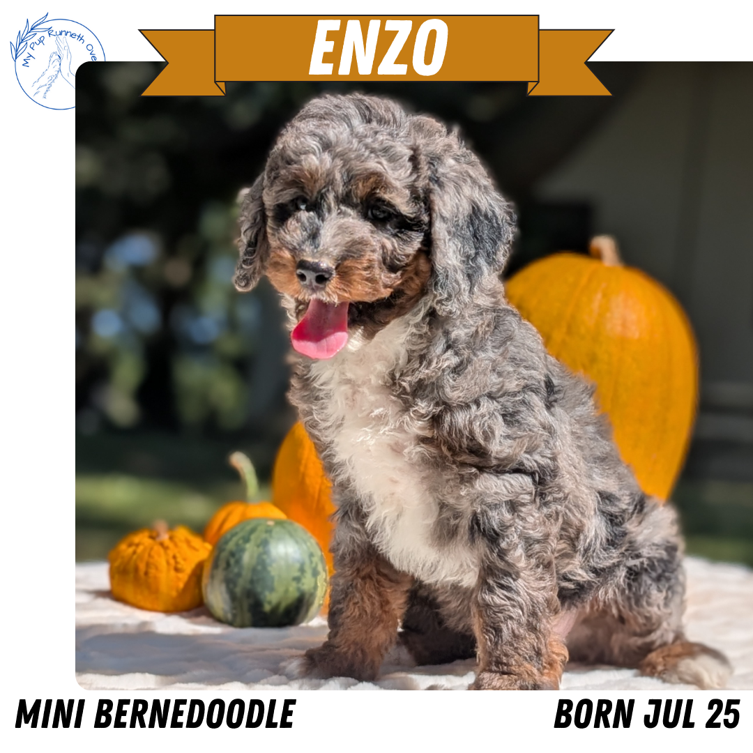 MINI BERNEDOODLE (07/25) MALE