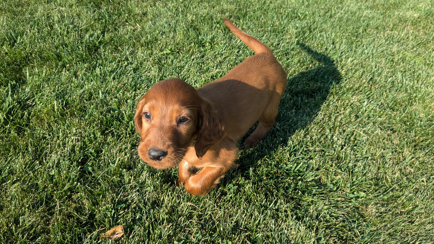IRISH SETTER (07/20) FEMALE