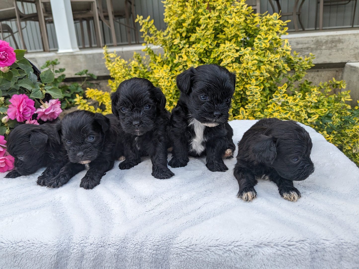 SHIH-POO (04/22) MALE