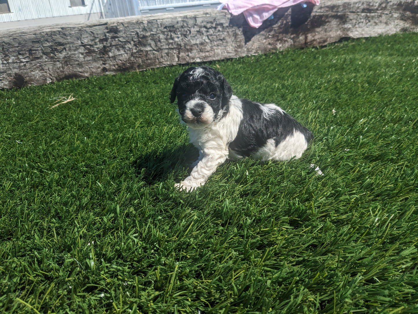 TOY POODLE (03/16) FEMALE